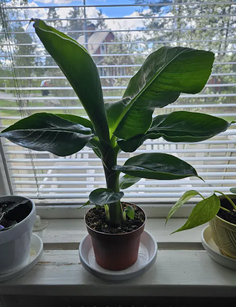 Bananplanta 'Musa Dwarf Cavendish' ätbar