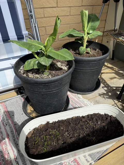 Bananplanta 'Musa Dwarf Cavendish' ätbar