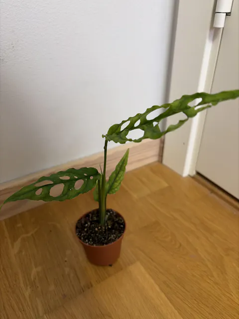 Mysterieväxt Liten