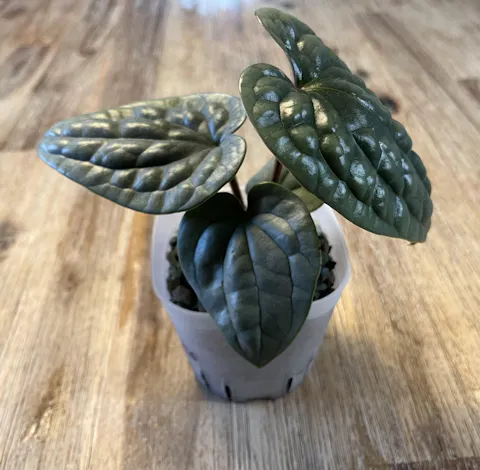 Anthurium luxurians