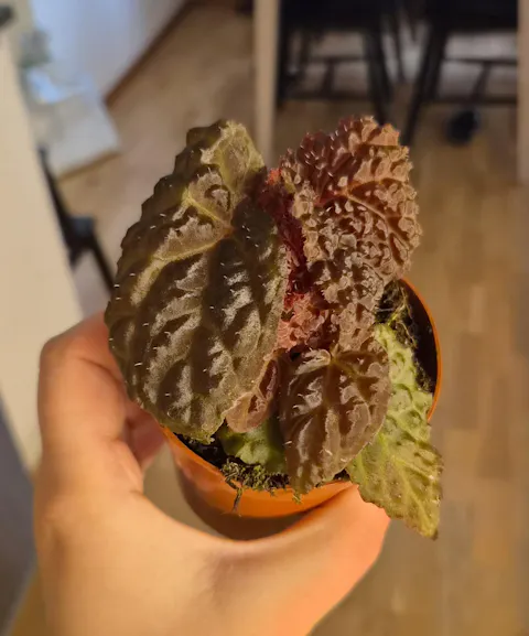 Begonia 'Black Mountain' (B. dracopelta x B. baik)