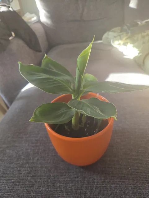 Bananplanta 'Musa Dwarf Cavendish' ätbar