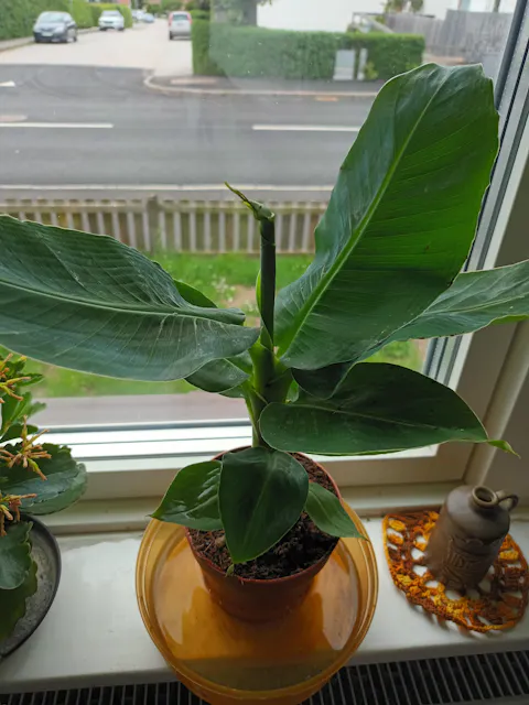 Bananplanta 'Musa Dwarf Cavendish' ätbar