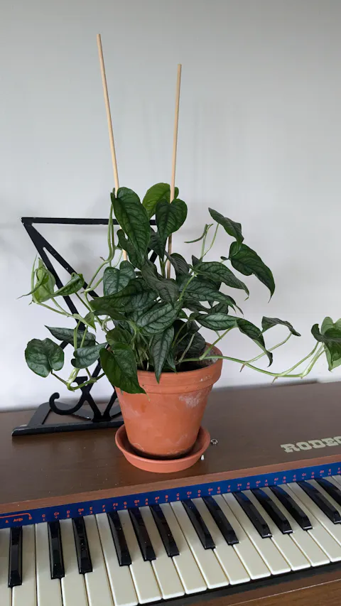 Monstera siltepecana