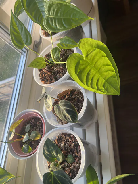 Anthurium veitchii