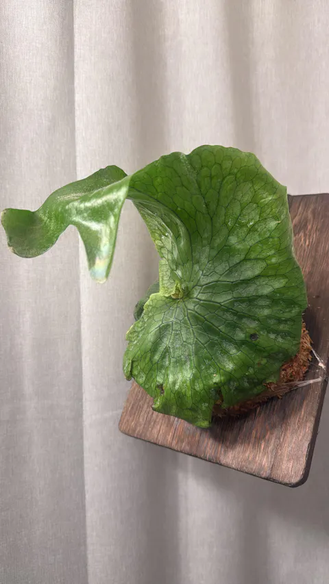 Platycerium superbum