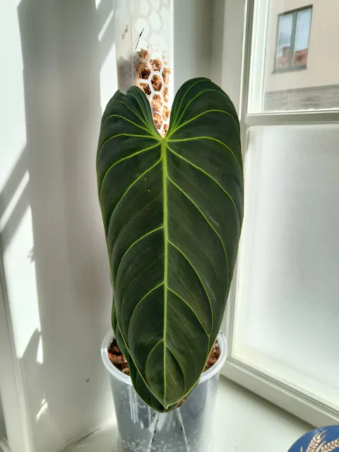 Philodendron melanochrysum