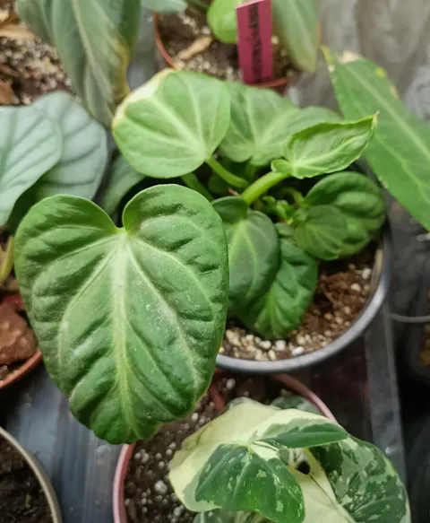 Anthurium magnificum