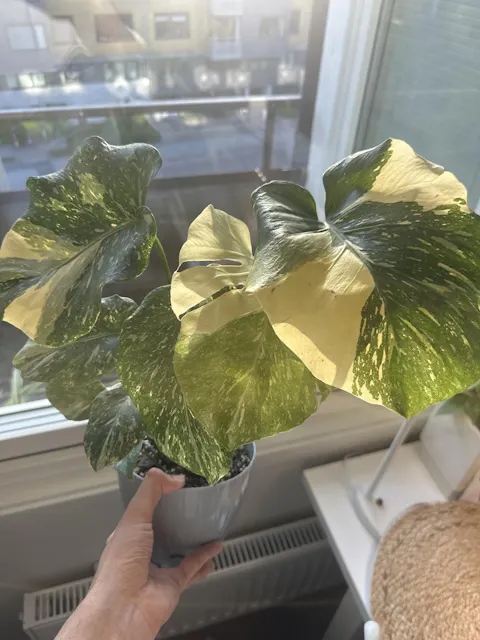 Monstera Thai Constellation