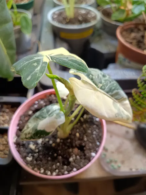 Alocasia macrorrhizos albo variegata