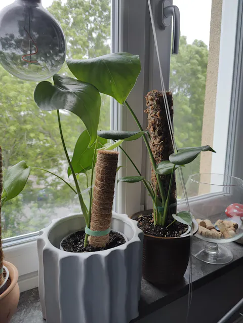 Monstera deliciosa