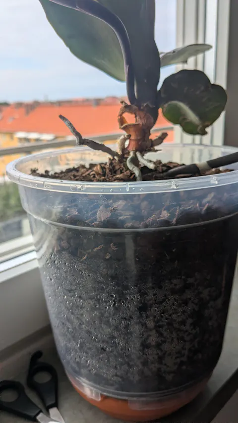 Genomskinliga plastkrukor