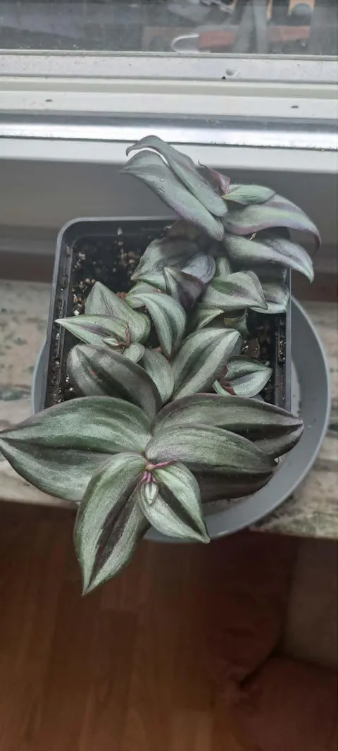 Tradescantia zebrina 'Zebrablad'