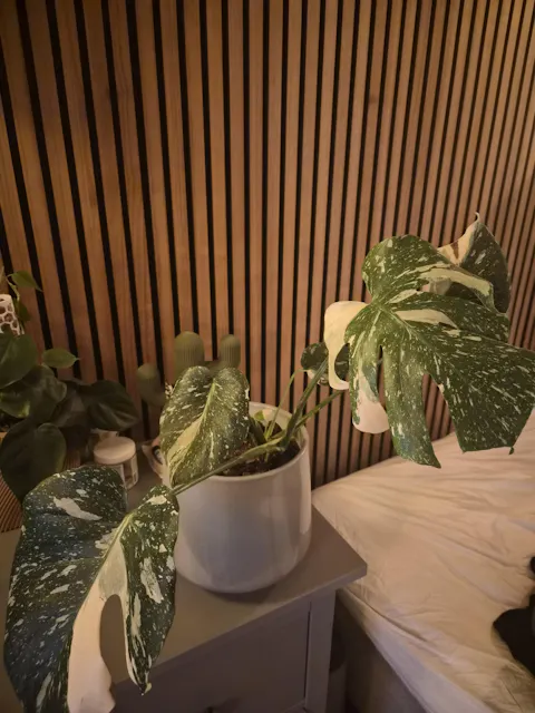 Monstera Thai Constellation