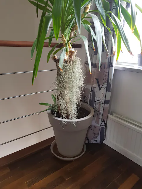 Tillandsia usneoides 'Spansk mossa'