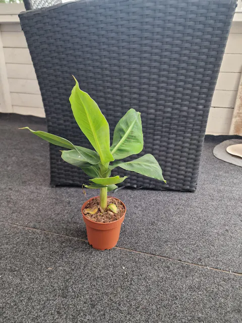 Bananplanta 'Musa Dwarf Cavendish' ätbar