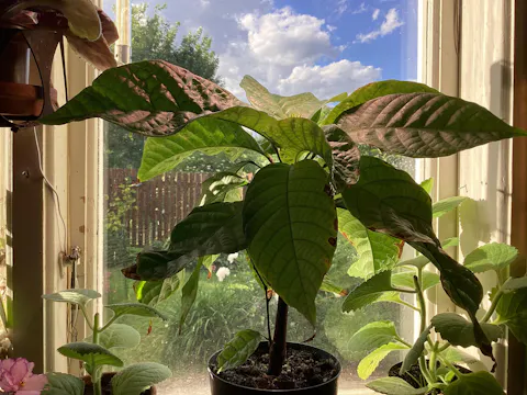 Kakaoträd 'Theobroma cacao'
