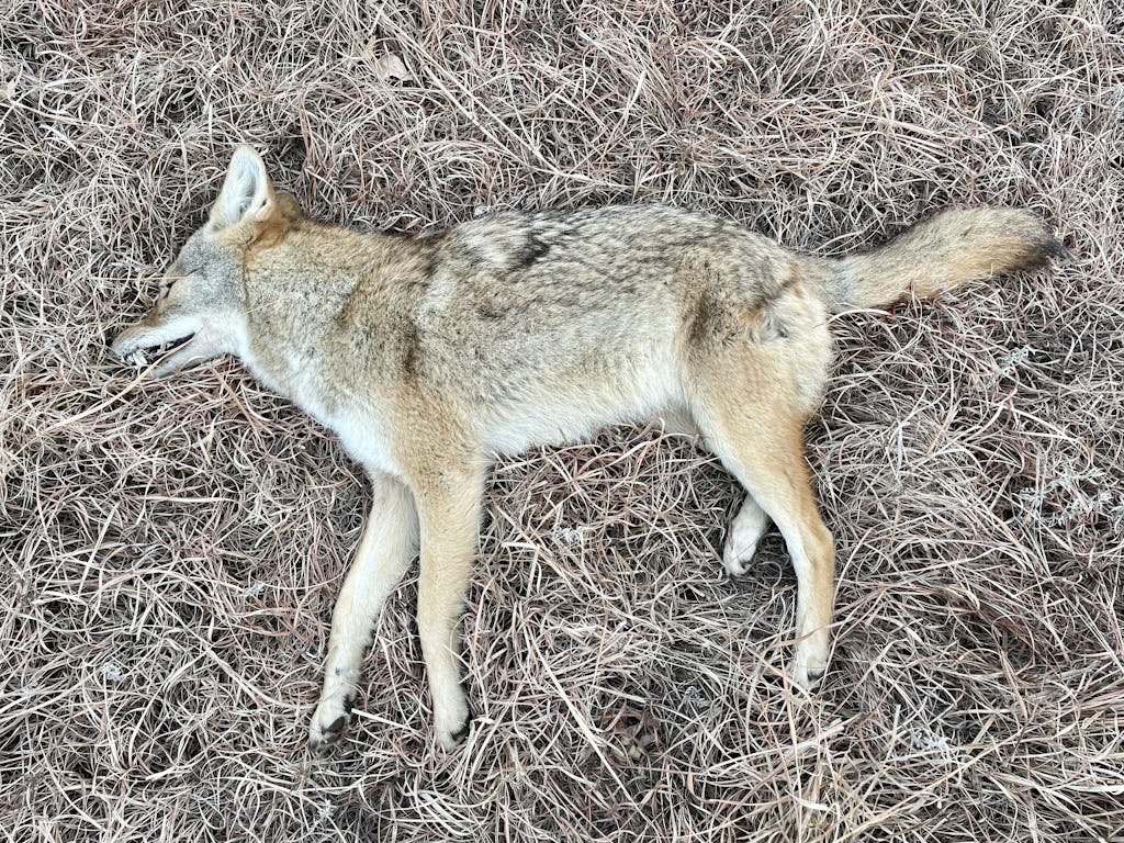 Sniper Hog Light 50LRX IR Illuminator Outdoor Legacy