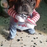 Halloween Dog Costume – Funny Adjustable Pet Cosplay