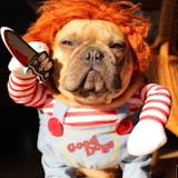 Halloween Dog Costume – Funny Adjustable Pet Cosplay