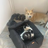 2-in-1 Pet Dog Carrier & Car Seat Pad | Comfortable Travel Solution