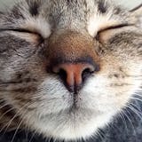 Bird Cat Toy (Katzenspielzeug) | Real Feather Teaser Play & Chase Toy