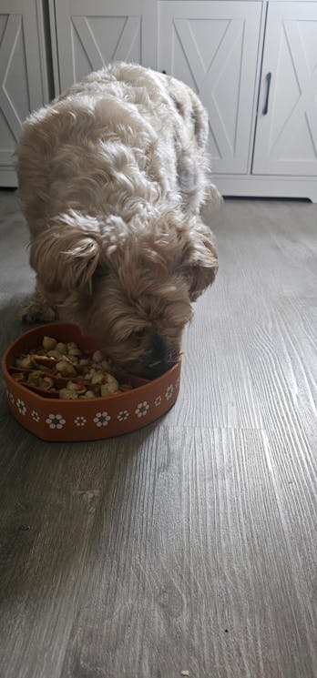 Coraźon ‘Barro’ Silicone Slow bowl Feeder