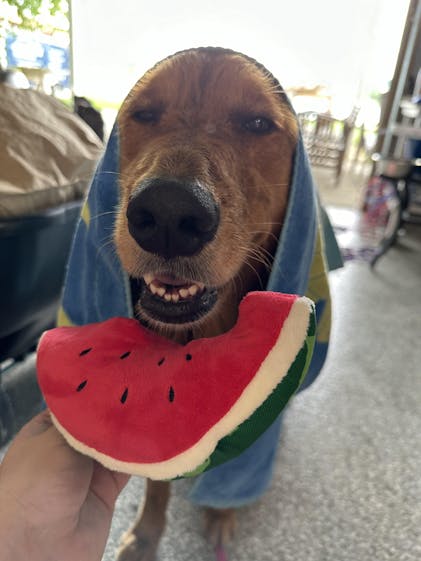 Puppy Palm: Plush Summer Dog Toy by P.L.A.Y.