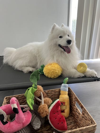 LINEMAR TOYS　ラインマートイ　PAL THE PUPPY LINEMAR TOYS ラインマートイ PAL THE PUPPY LINEMAR TOYS ライン