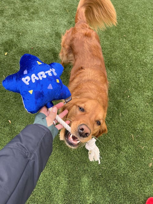 Party Time Best Day Ever Balloon