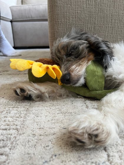 Durable Dog Plush Toy: Sassy Sunflower – P.L.A.Y.