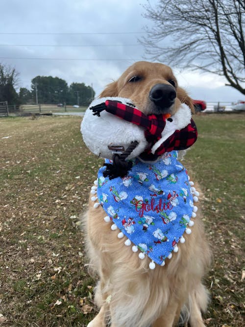 Home for the Holidays Blizzard Buddy