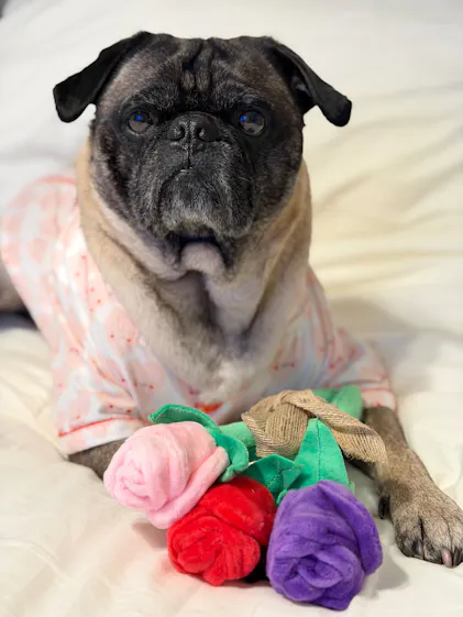 Puppy Love Dog Toy: Fur-ever Hearts by Play Pet Brands