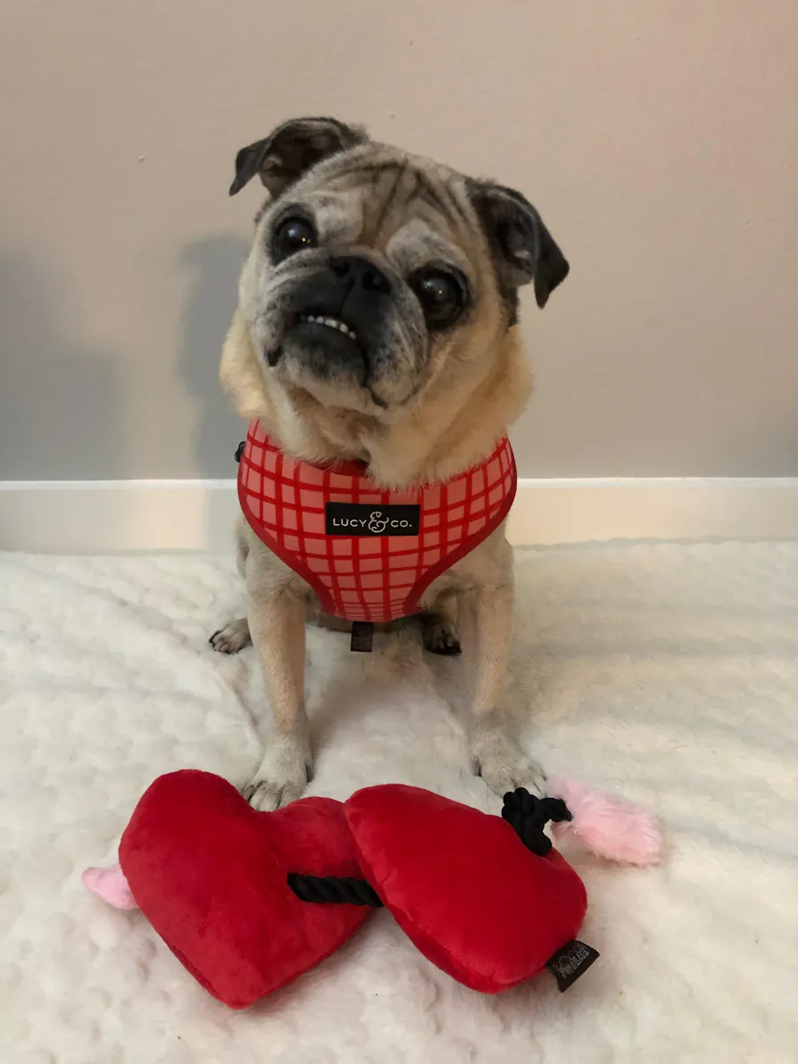 Puppy Love Dog Toy: Fur-ever Hearts by Play Pet Brands