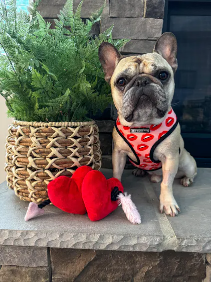 Puppy Love Dog Toy: Fur-ever Hearts by Play Pet Brands