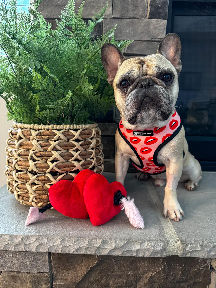 Puppy Love Dog Toy: Fur-ever Hearts by Play Pet Brands