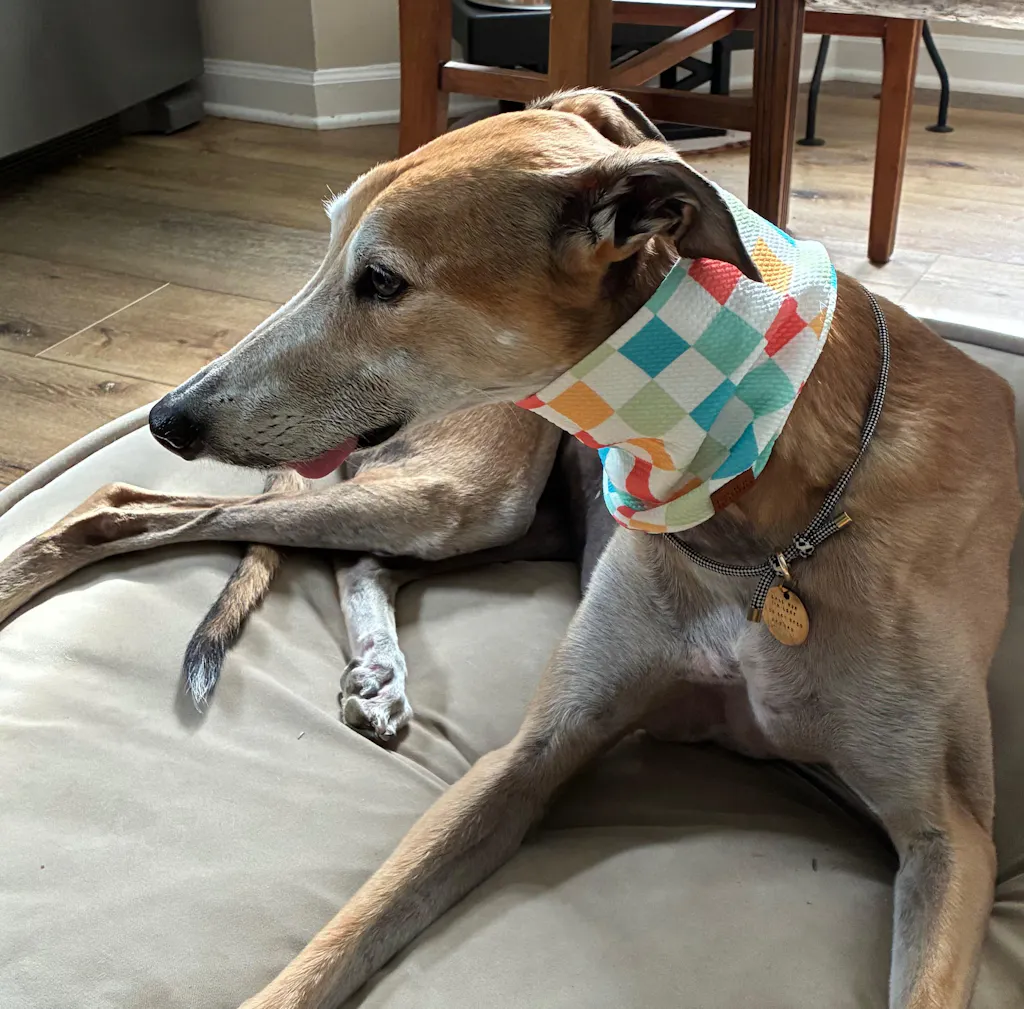 Pacific Hound