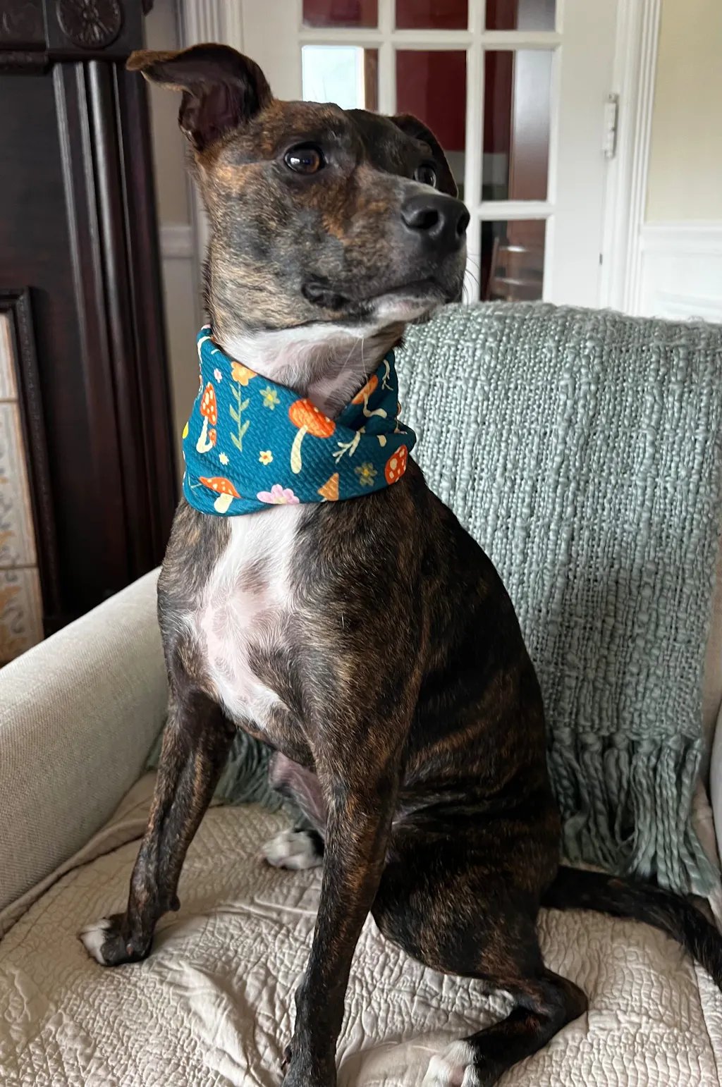 Pacific Hound