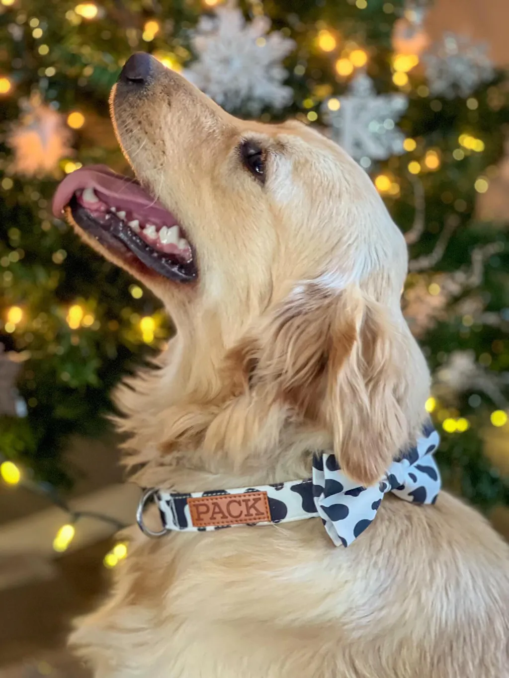 Purple Haze Rope Leash - Pack Leashes