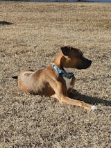 The Nantucket Leash + Bowtie Collar