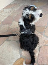 Midnight Black + Rope Toy - Free Product