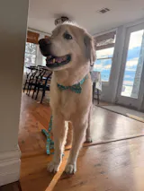 Pineapple Bowtie Collection