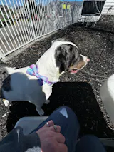 Ariel Leash + Bowtie Collar + Reversible Harness