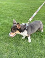 Pack Leashes