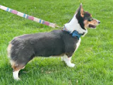 Winston Leash + Bowtie Collar