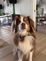 Pack Leashes