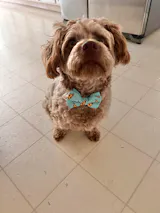 Pizza Party + Rope Toy - Free Product