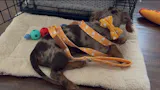 Pumpkin Spice Latte Leash + Bowtie Collar