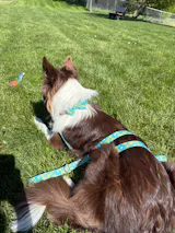 Pineapple Leash + Bowtie Collar