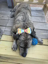 Pack Leashes